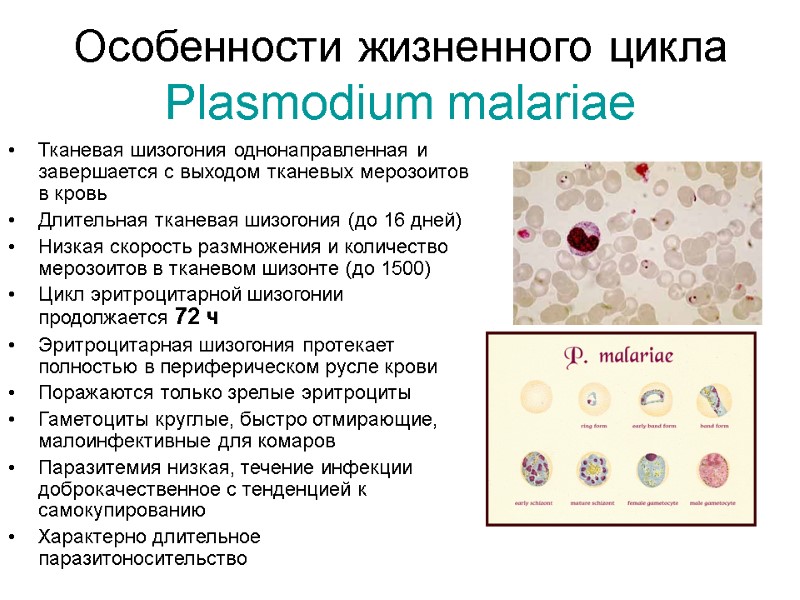 Особенности жизненного цикла Plasmodium malariae Тканевая шизогония однонаправленная и завершается с выходом тканевых мерозоитов